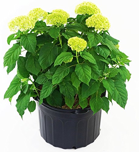 Annabelle Smooth Hydrangea