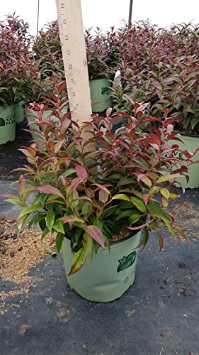 Squirt™ Compact Leucothoe