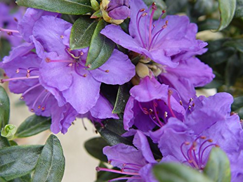 Blue Baron Rhododendron