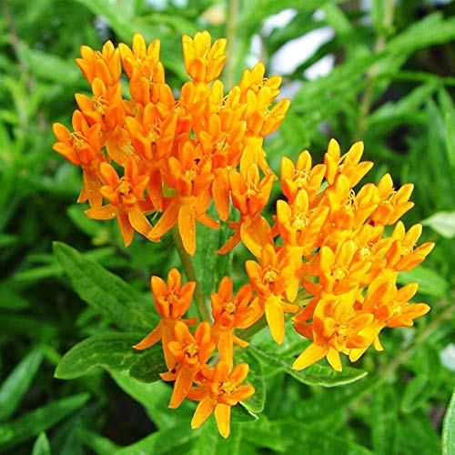 Butterfly Milkweed