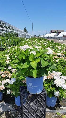 Endless Summer® Blushing Bride® Hydrangea