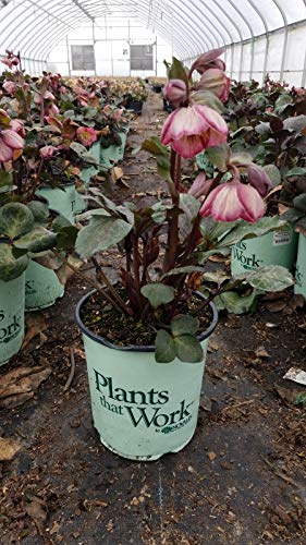 Bayli's Blush Hybrid Lenten Rose