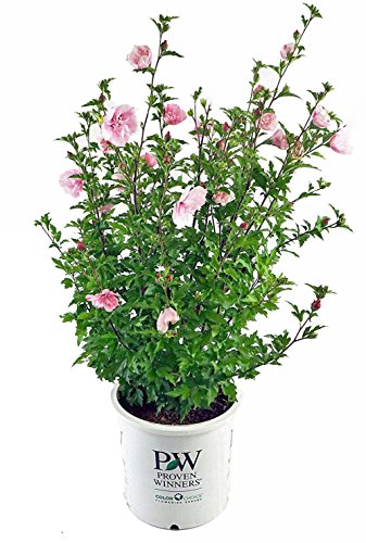 Pink Chiffon® Rose of Sharon