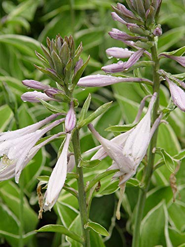 Francee Hosta