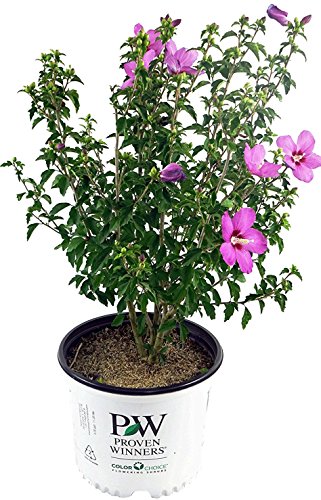 Lil' Kim® Violet Rose of Sharon