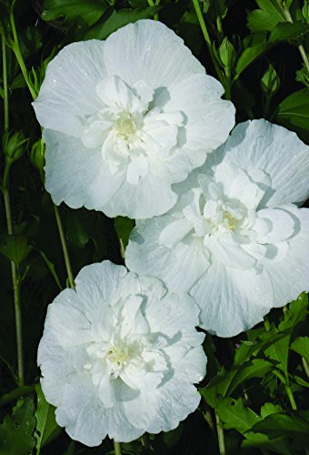 White Chiffon® Rose of Sharon