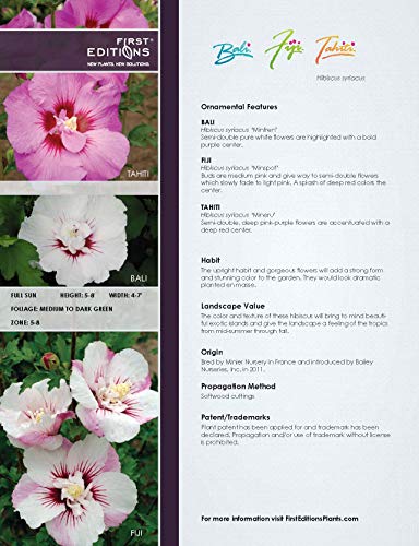 Bali™ Rose of Sharon