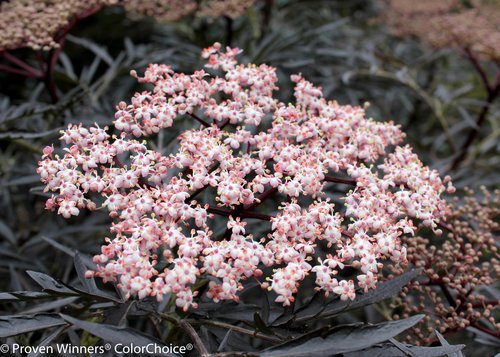 Black Lace® Elderberry