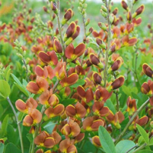 Cherry Jubilee False Indigo