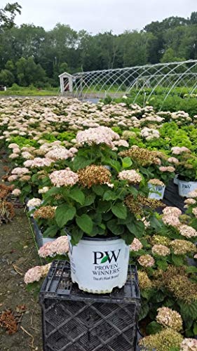 Invincibelle Wee White® Smooth hydrangea