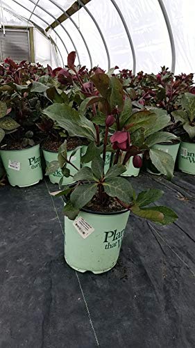 Anna's Red Lenten Rose