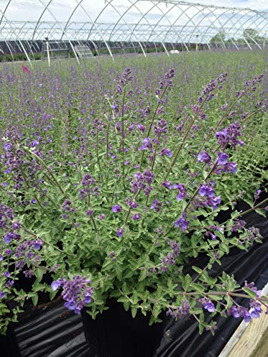 Blue Wonder Catmint