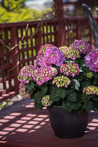 Summer Crush™; Hydrangea