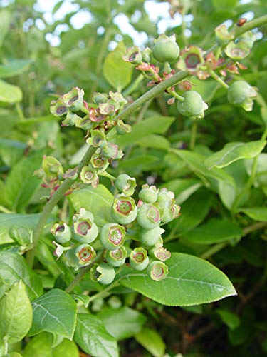 Northland Blueberry