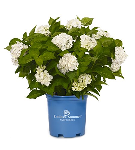 Endless Summer® Blushing Bride® Hydrangea