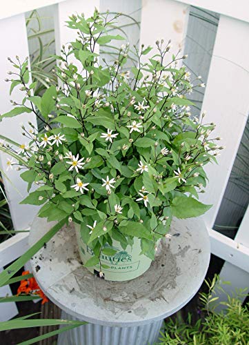 Woodland Aster