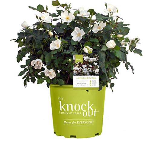 White Knock Out® Rose