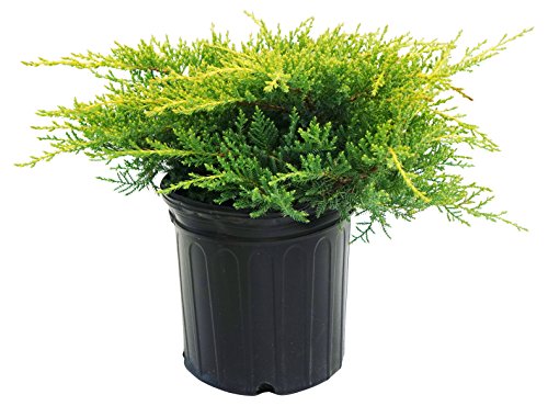 Gold Star® Juniper