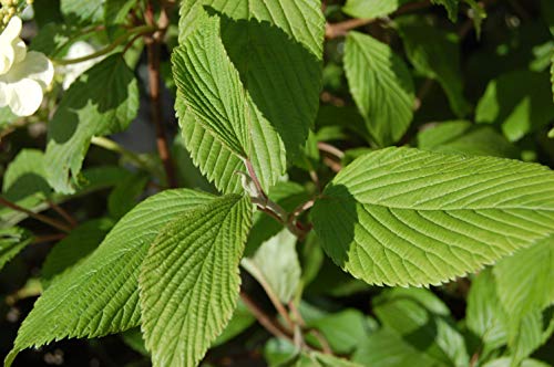 Mariesii Viburnum