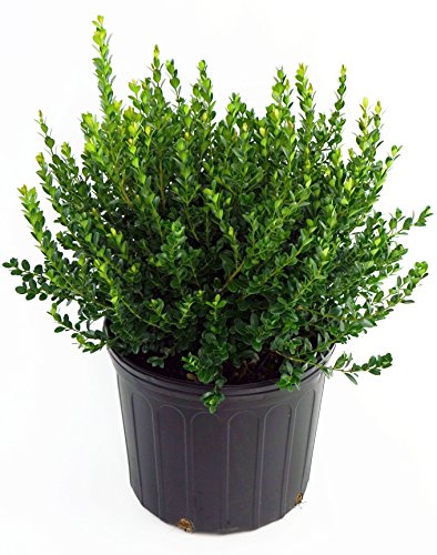 Baby Gem Boxwood