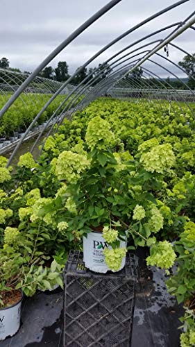 Limelight Hydrangea