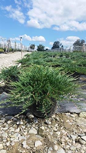 Bar Harbor Creeping Juniper