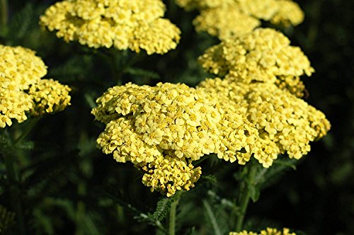 Sunny Seduction Yarrow