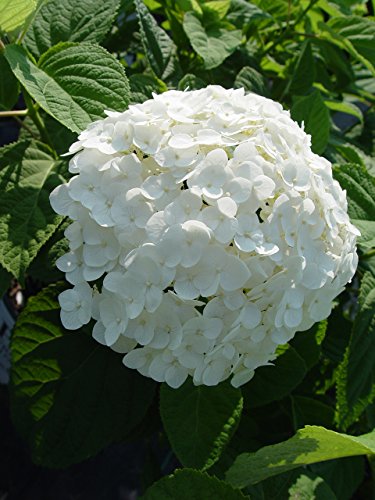 Incrediball® Hydrangea