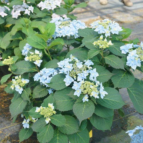 Tuff Stuff Ah-Ha® Reblooming Mountain Hydrangea