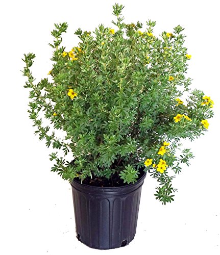 Goldfinger Shrubby Cinquefoil