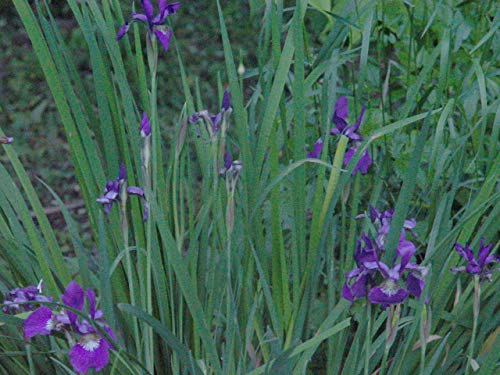 Blue Flag Iris