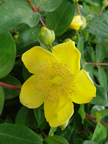 Hidcote St. John's Wort