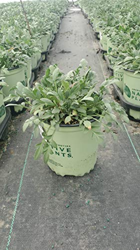 Mexican Hat Plant