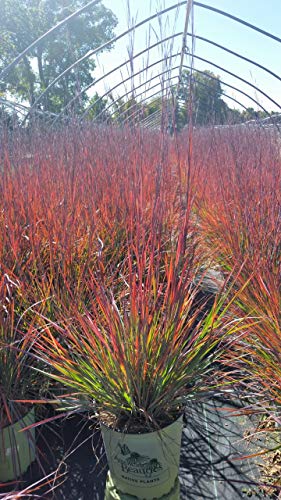 Standing Ovation Little Bluestem