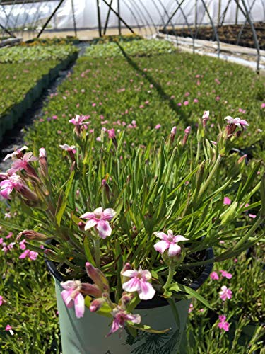 Short and Sweet Catchfly