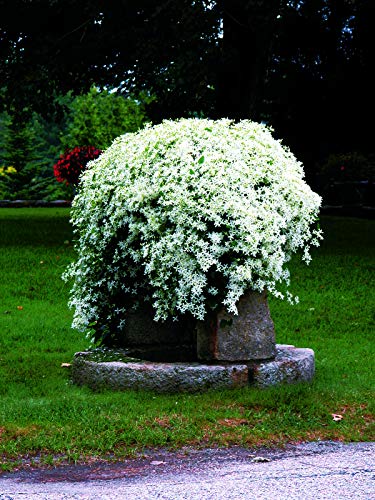 Sweet Autumn Clematis