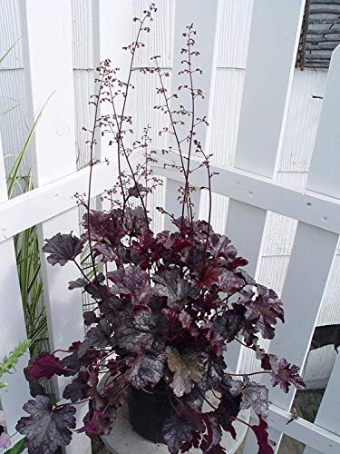 Plum Pudding Coral Bells