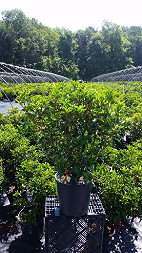 Raspberry Glow Mountain Laurel