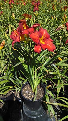 Chicago Apache Daylily