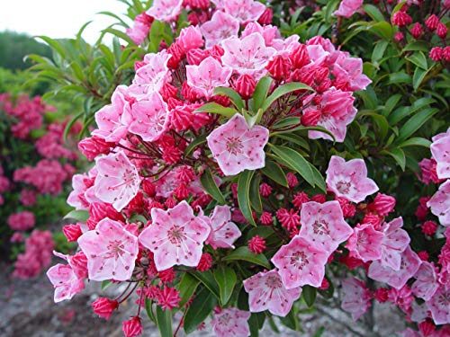 Tinkerbell Mountain Laurel