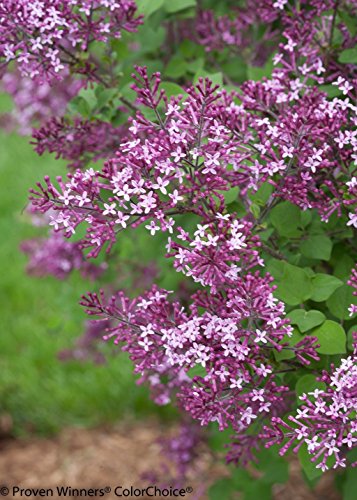 Bloomerang® Dark Purple Lilac