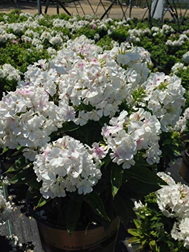 Volcano® White Garden Phlox