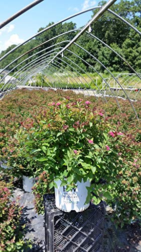 Double Play Doozie® Spirea