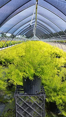 Mellow Yellow Spiraea