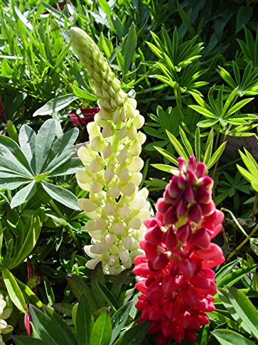 Russell Hybrids Lupine