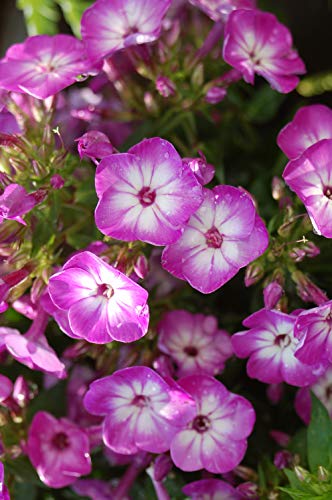 Volcano® Purple Garden Phlox