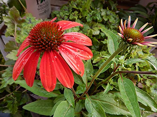 Firefinch&#8482; Coneflower