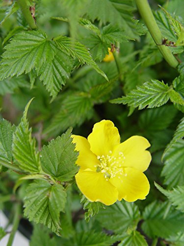 Golden Guinea Kerria