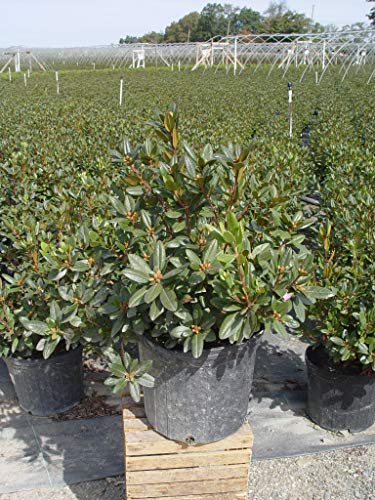 PJM Elite Rhododendron