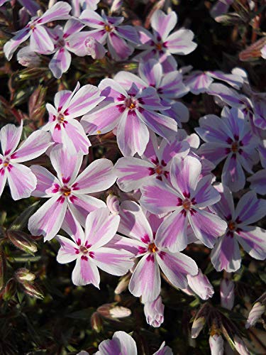 Candy Stripe Moss Phlox